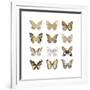 Butterfly Study in Gold III-Julia Bosco-Framed Art Print