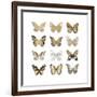 Butterfly Study in Gold III-Julia Bosco-Framed Art Print
