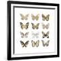 Butterfly Study in Gold III-Julia Bosco-Framed Art Print