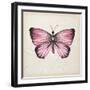 Butterfly Study IV-Melissa Wang-Framed Art Print