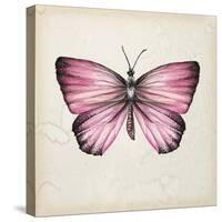 Butterfly Study IV-Melissa Wang-Stretched Canvas