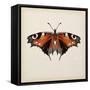 Butterfly Study V-Melissa Wang-Framed Stretched Canvas