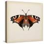 Butterfly Study V-Melissa Wang-Stretched Canvas