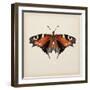 Butterfly Study V-Melissa Wang-Framed Art Print