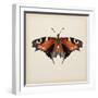 Butterfly Study V-Melissa Wang-Framed Art Print