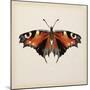 Butterfly Study V-Melissa Wang-Mounted Art Print