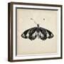 Butterfly Study VI-Melissa Wang-Framed Art Print