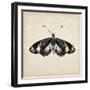 Butterfly Study VI-Melissa Wang-Framed Art Print