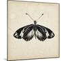 Butterfly Study VI-Melissa Wang-Mounted Art Print