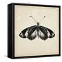 Butterfly Study VI-Melissa Wang-Framed Stretched Canvas