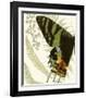 Butterfly Symmetry I-null-Framed Giclee Print