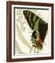 Butterfly Symmetry I-null-Framed Giclee Print