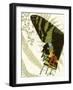 Butterfly Symmetry I-Vision Studio-Framed Art Print