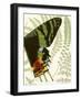 Butterfly Symmetry II-Vision Studio-Framed Art Print