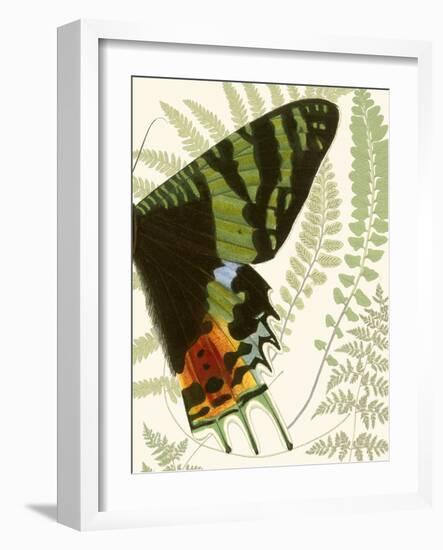 Butterfly Symmetry II-Vision Studio-Framed Art Print