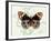 Butterfly Theme I-Susan Davies-Framed Art Print