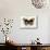 Butterfly Theme I-Susan Davies-Mounted Art Print displayed on a wall