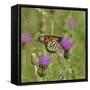 Butterfly, Thistle Flower-Gordon Semmens-Framed Stretched Canvas