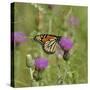 Butterfly, Thistle Flower-Gordon Semmens-Stretched Canvas