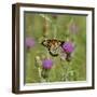 Butterfly, Thistle Flower-Gordon Semmens-Framed Photographic Print