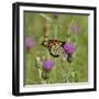 Butterfly, Thistle Flower-Gordon Semmens-Framed Photographic Print