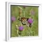 Butterfly, Thistle Flower-Gordon Semmens-Framed Photographic Print