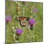 Butterfly, Thistle Flower-Gordon Semmens-Mounted Photographic Print