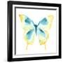 Butterfly Traces II-June Vess-Framed Art Print