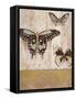 Butterfly Transformation-Studio 5-Framed Stretched Canvas