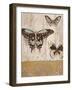 Butterfly Transformation-Studio 5-Framed Art Print