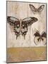 Butterfly Transformation-Studio 5-Mounted Art Print