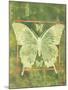 Butterfly Triad-Bee Sturgis-Mounted Art Print
