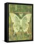 Butterfly Triad-Bee Sturgis-Framed Stretched Canvas