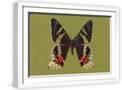 White Frame