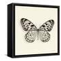 Butterfly V BW Crop-Debra Van Swearingen-Framed Stretched Canvas