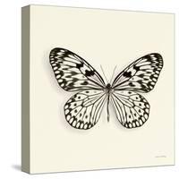 Butterfly V BW Crop-Debra Van Swearingen-Stretched Canvas