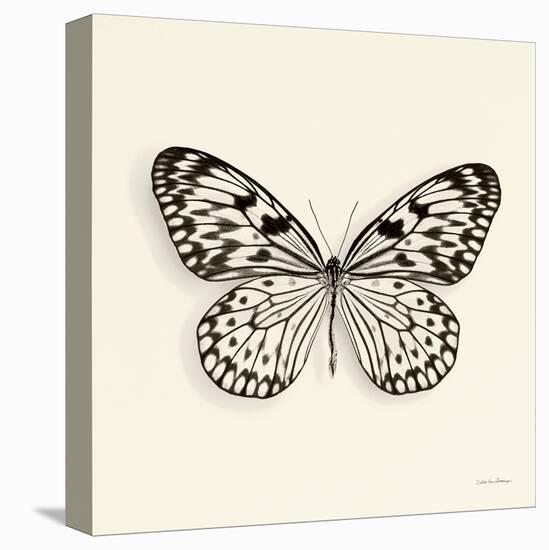 Butterfly V BW Crop-Debra Van Swearingen-Stretched Canvas