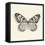 Butterfly V BW Crop-Debra Van Swearingen-Framed Stretched Canvas