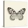 Butterfly V BW Crop-Debra Van Swearingen-Stretched Canvas