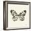 Butterfly V BW Crop-Debra Van Swearingen-Framed Art Print