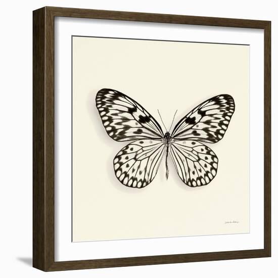 Butterfly V BW Crop-Debra Van Swearingen-Framed Art Print