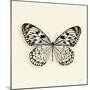 Butterfly V BW Crop-Debra Van Swearingen-Mounted Art Print