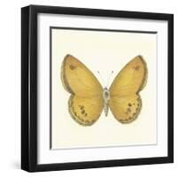 Butterfly V-Sophie Golaz-Framed Premium Giclee Print