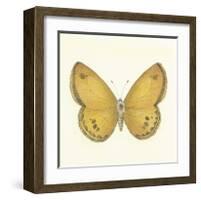 Butterfly V-Sophie Golaz-Framed Premium Giclee Print