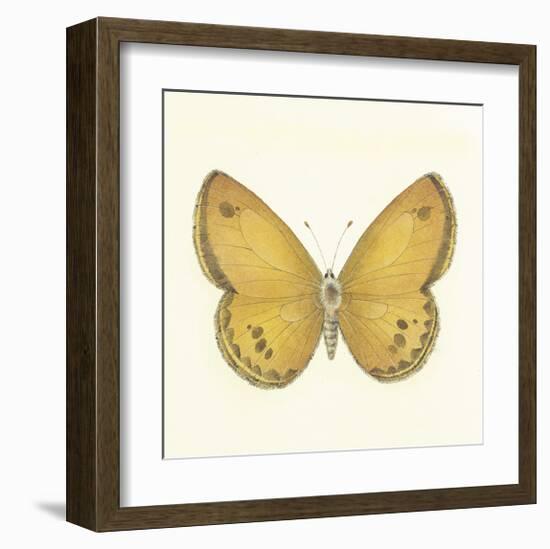 Butterfly V-Sophie Golaz-Framed Premium Giclee Print