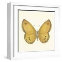 Butterfly V-Sophie Golaz-Framed Premium Giclee Print