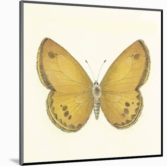 Butterfly V-Sophie Golaz-Mounted Premium Giclee Print