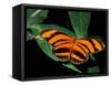 Butterfly, Venezuela-Art Wolfe-Framed Stretched Canvas