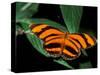 Butterfly, Venezuela-Art Wolfe-Stretched Canvas