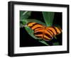 Butterfly, Venezuela-Art Wolfe-Framed Photographic Print